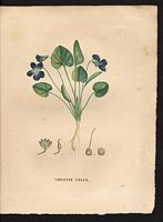 Viola hirta. Cliquer pour agrandir l'image. Viola hirta. Cliquer pour agrandir l'image.