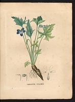 Viola palmata. Cliquer pour agrandir l'image. Viola palmata. Cliquer pour agrandir l'image.