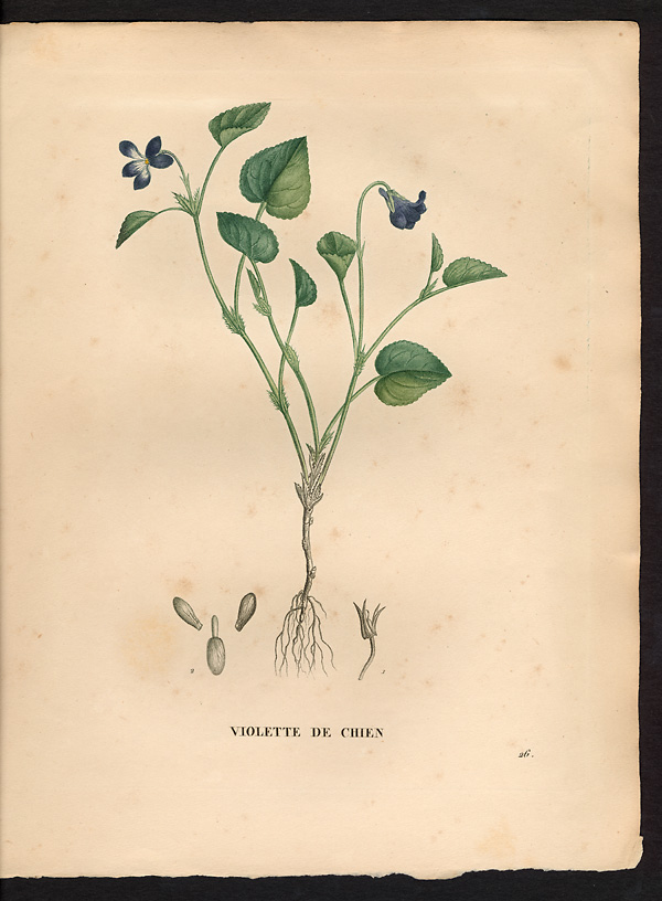 Viola canina