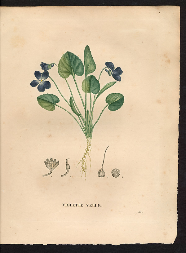 Viola hirta