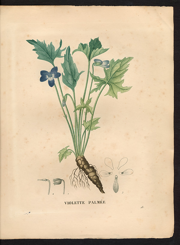 Viola palmata