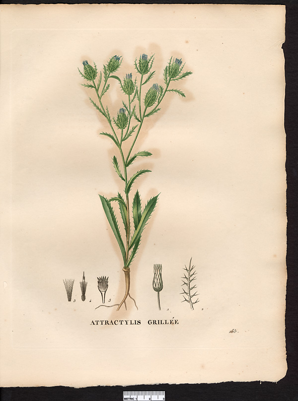 Attractylis cancellata, atractylis cancellata