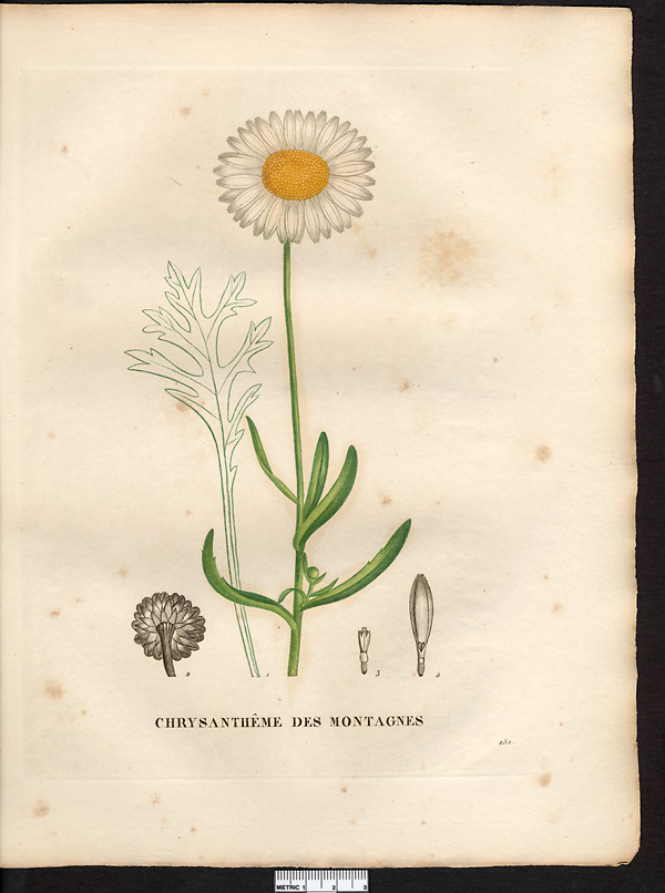 Chrysanthemum montanum, leucanthemum graminifolium