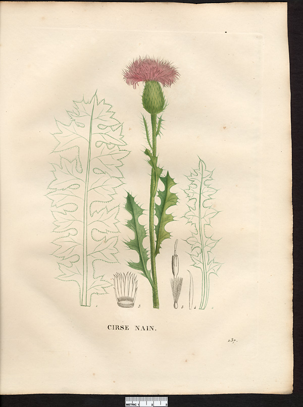Cirsium acaule (carduus)