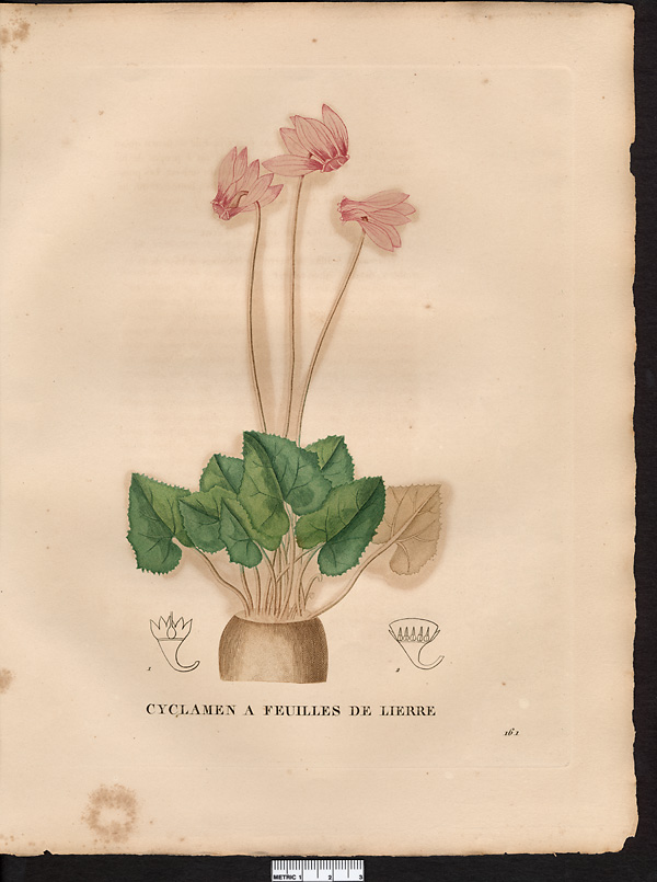 Cyclamen heder folium, cyclamen hederifolium