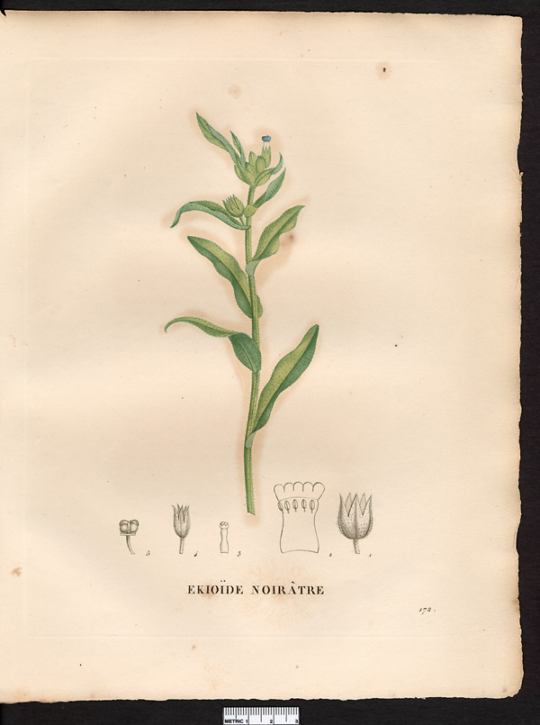 Echioides nigricans, nonnea nigricans