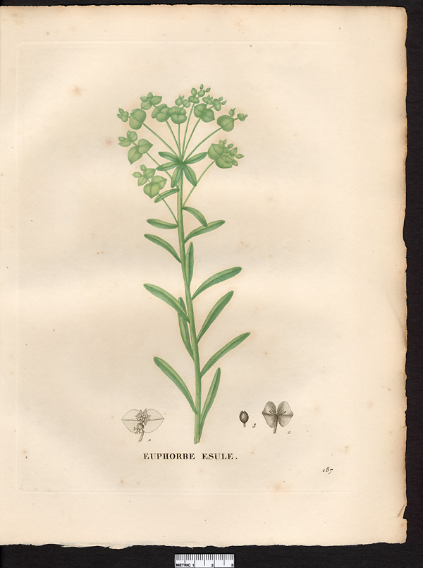 Euphorbia esula