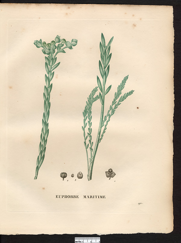 Euphorbia paralias
