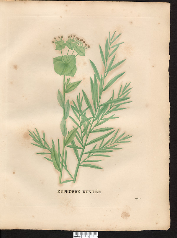 Euphorbia serrata
