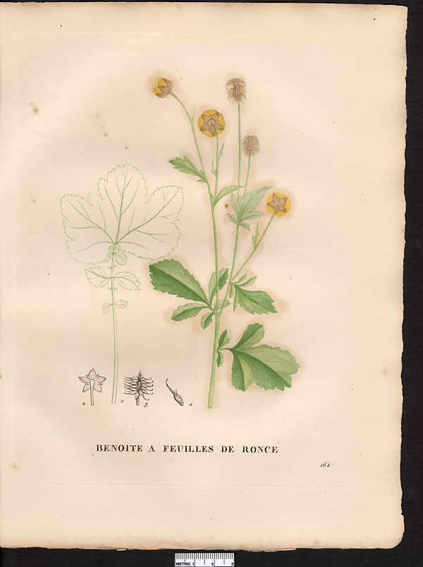 Geum rubifolium