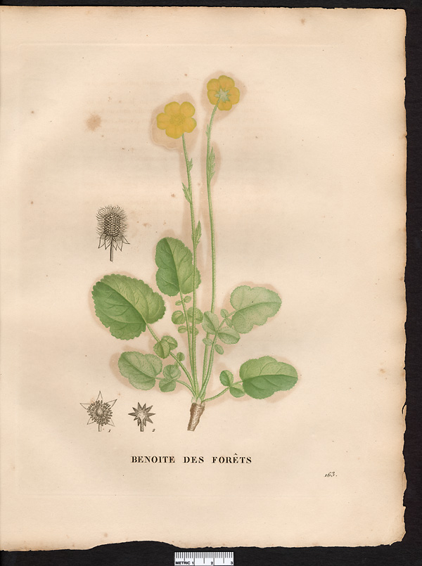 Geum sylvaticum