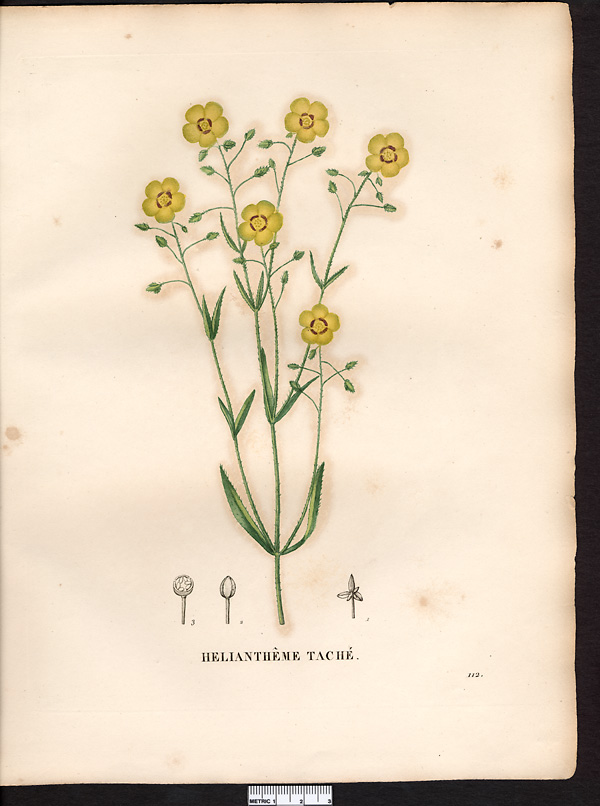 Helianthemum guttatum (cistus), tuberaria guttata