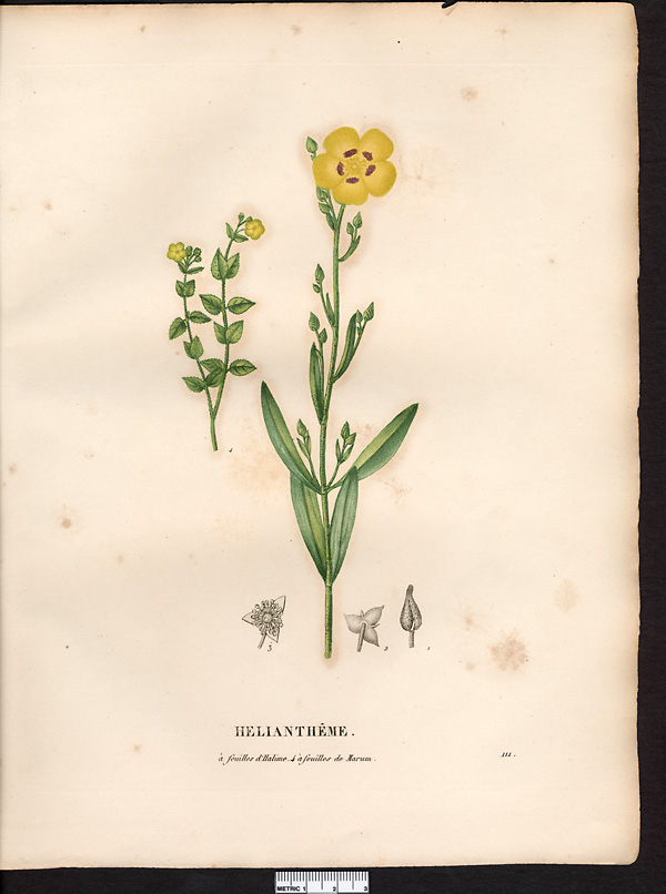 Hélianthème à feuilles d'Halime (Helianthemum halimifolium, Cistus), hélianthème à feuilles d'arroche (Halimium halimifolium)