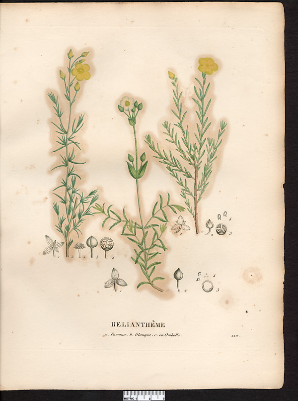 Hélianthème en ombelle (Helianthemum ombellatum, Cistus), hélianthème en ombelle (Halimium umbellatum)