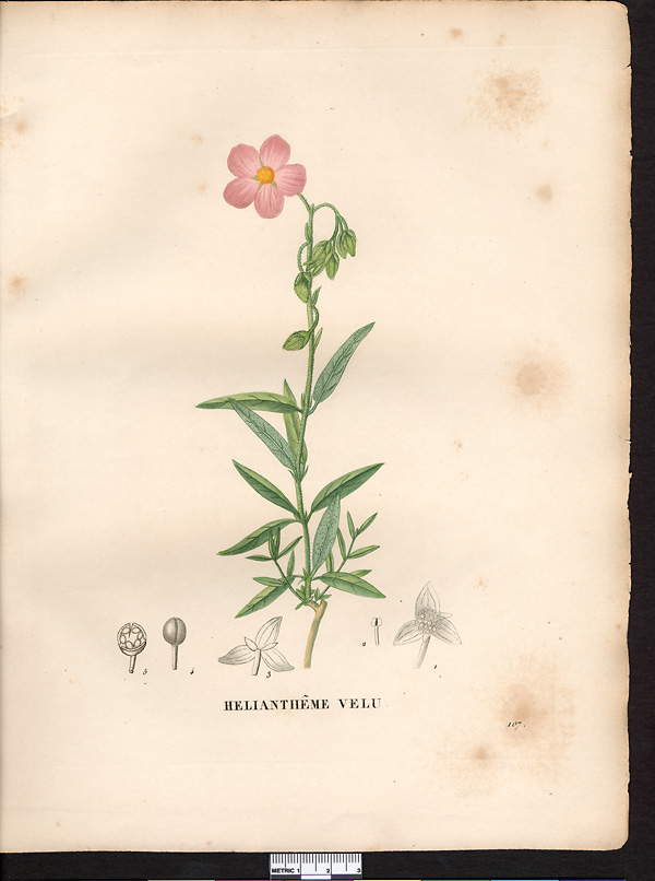 Helianthemum pilosum (cistus)