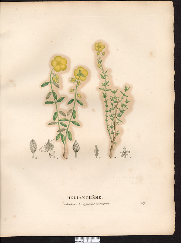 Hélianthème à feuilles de serpolet (Helianthemum serpilly-folium, Cistus), hélianthème commun (Helianthemum hirtum)