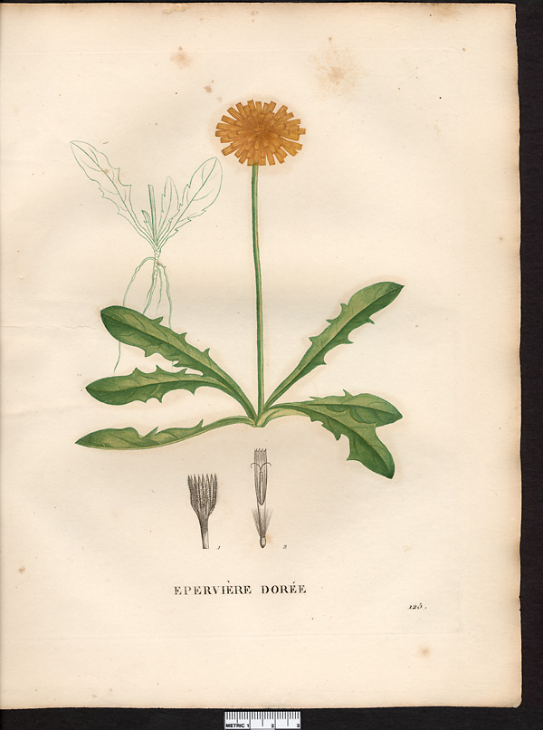 Hieracium aureum