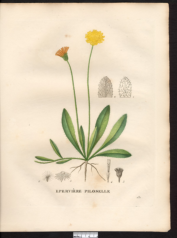 Hieracium pilosella