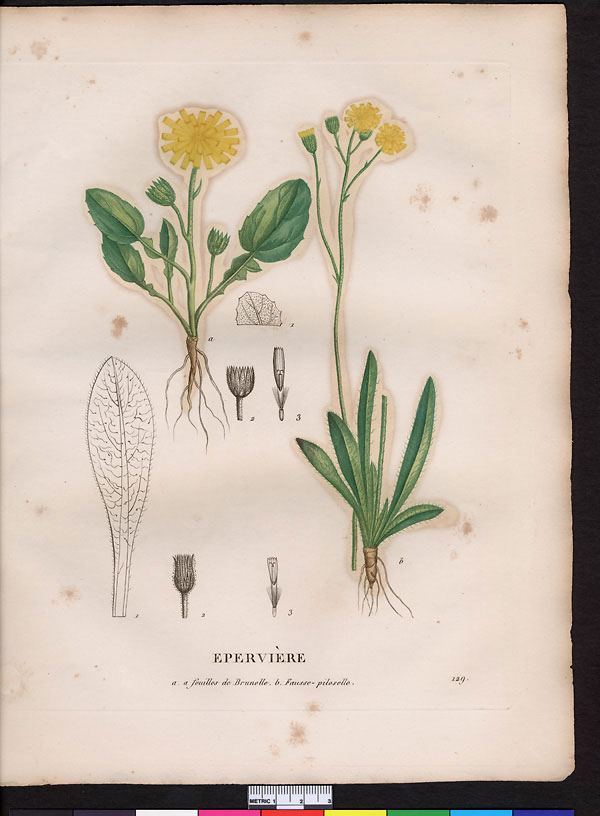 Hieracium piloselloides