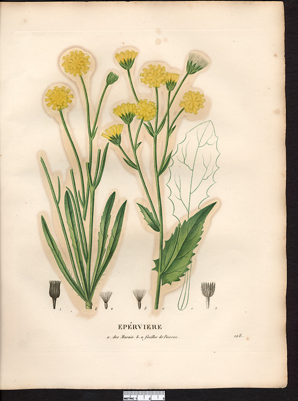 Hieracium porrifolium