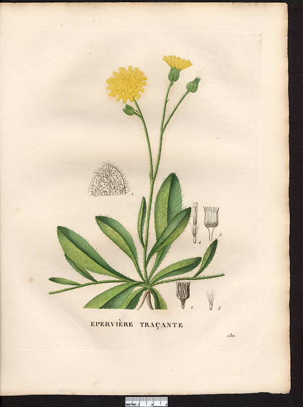 Hieracium stoloniferum