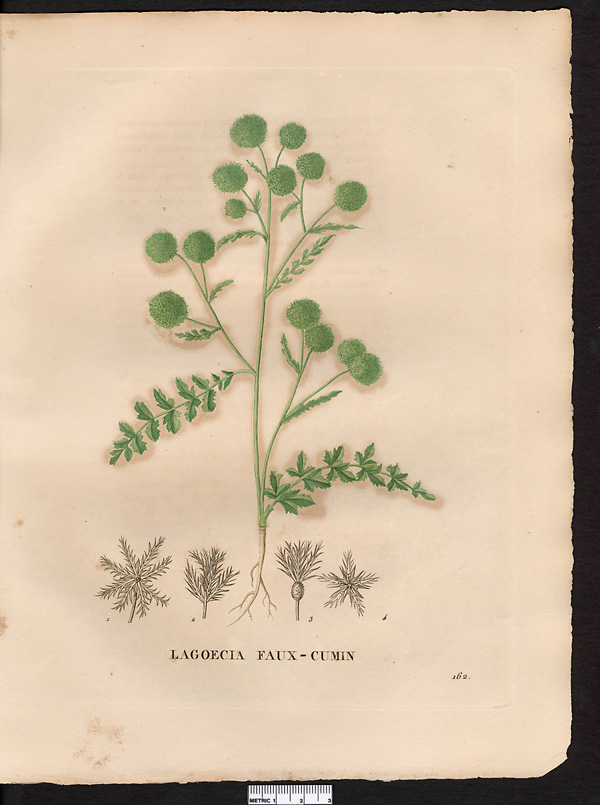 Lagoecia cuminoides