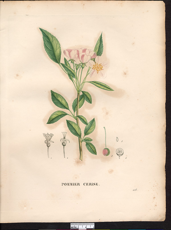 Malus baccata