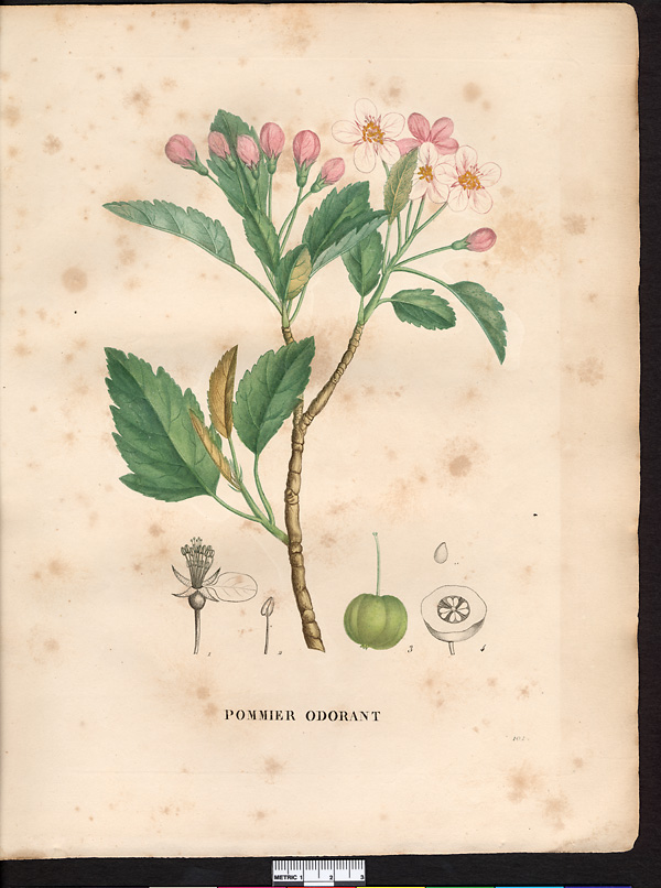 Malus coronaria