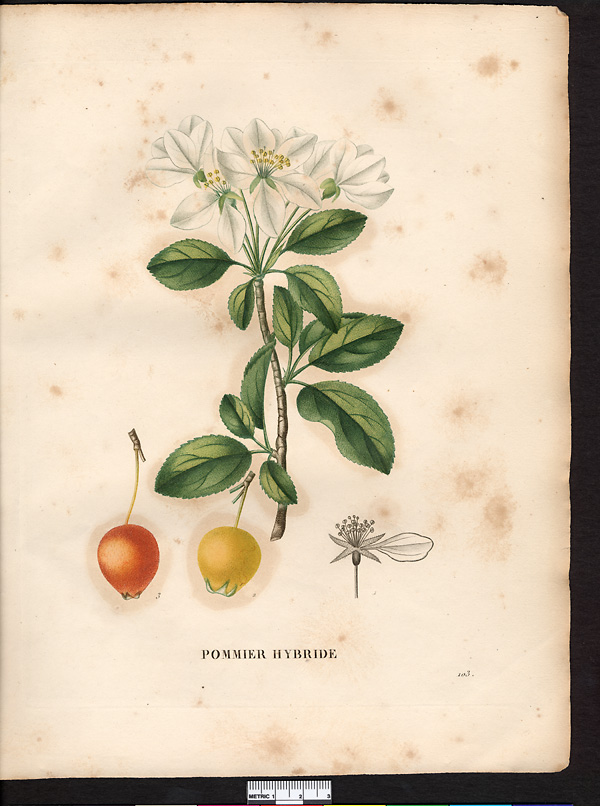 Malus hybrida