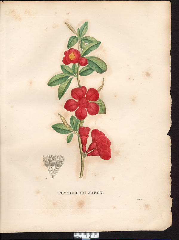 Malus japonica, chaenomeles japonica