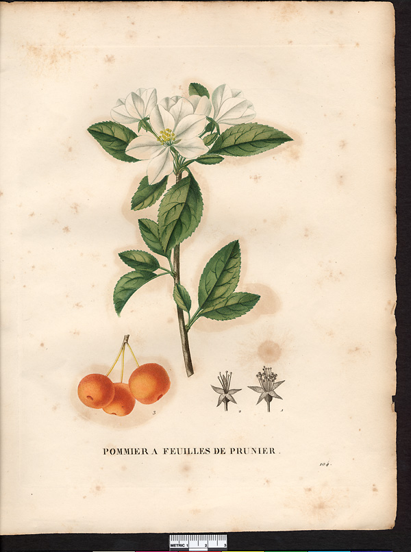 Malus prunifolia