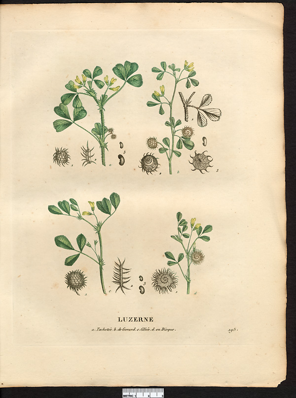 Luzerne en disque (Medicago disciformis)