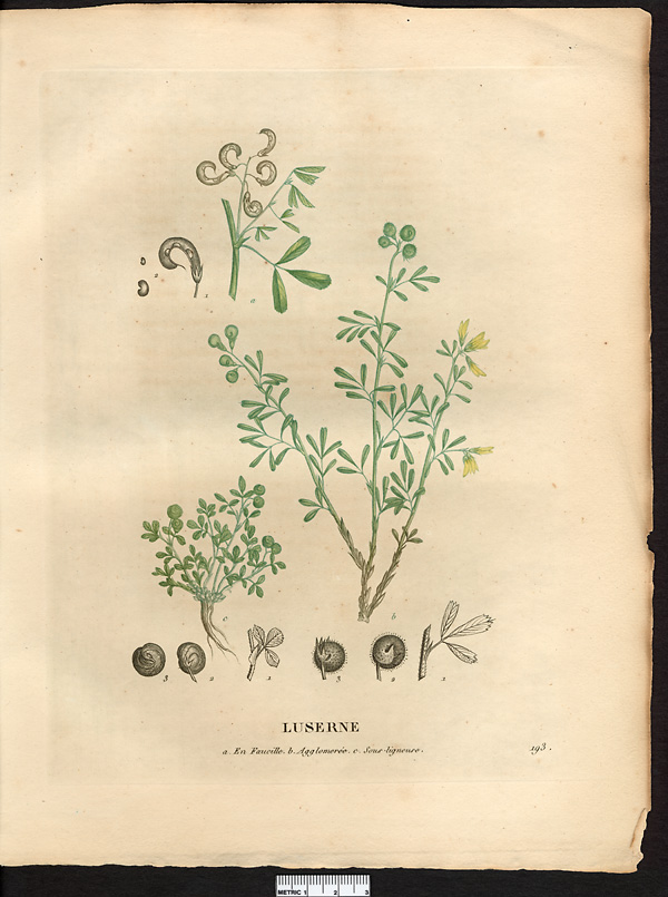 Luserne (sic) en faucille (Medicago falcata), luzerne en faux (Medicago falcata)
