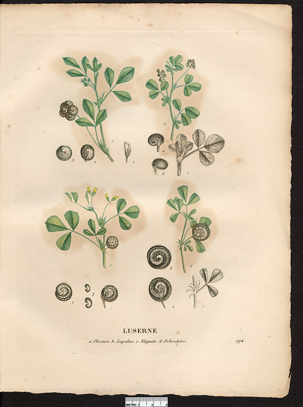 Luserne (sic) orbiculaire (Medicago orbicularis), luzerne orbiculaire (Medicago orbicularis)