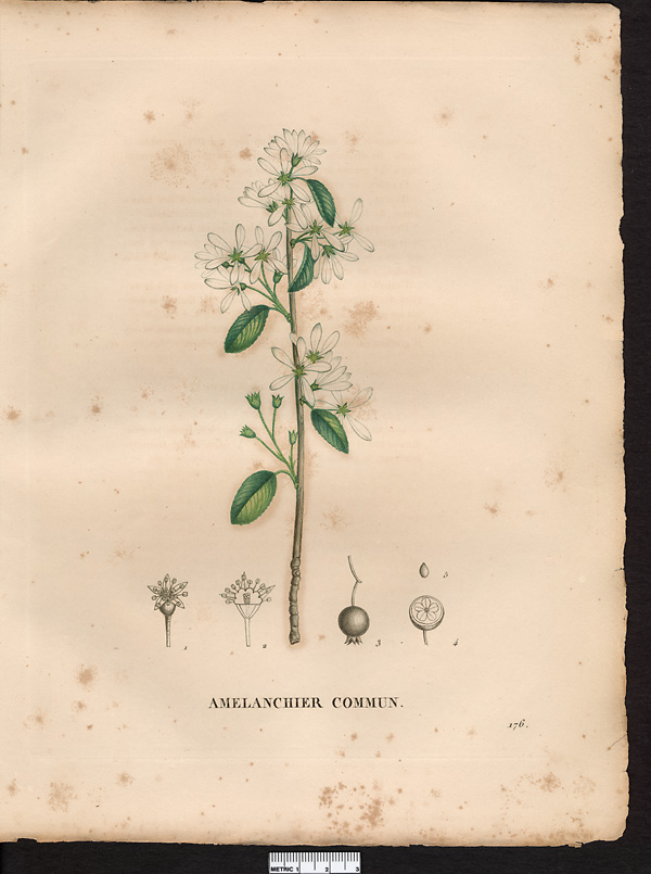 Mespilus amelanchier, amelanchier ovalis