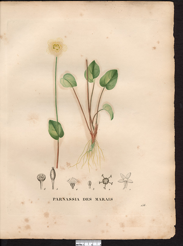 Parnassia palustris