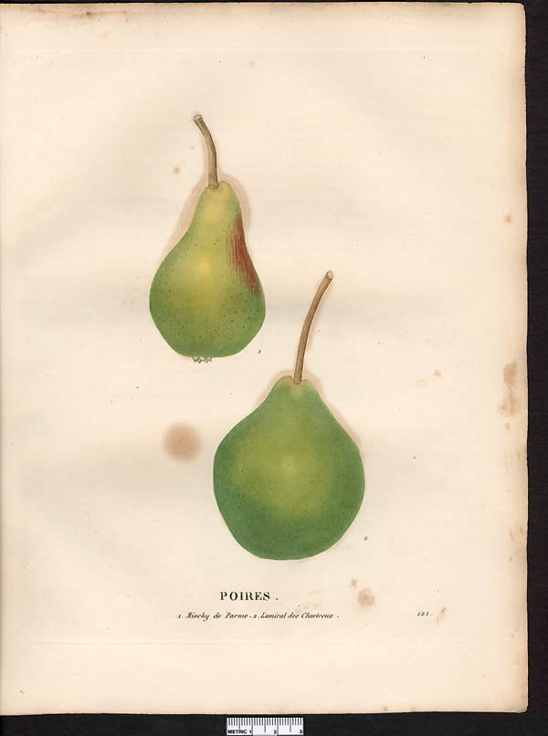 Pyrus communis