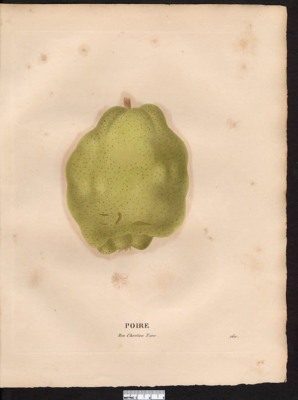 Pyrus communis