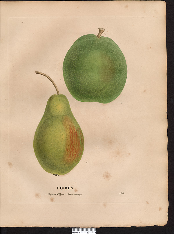 Pyrus communis