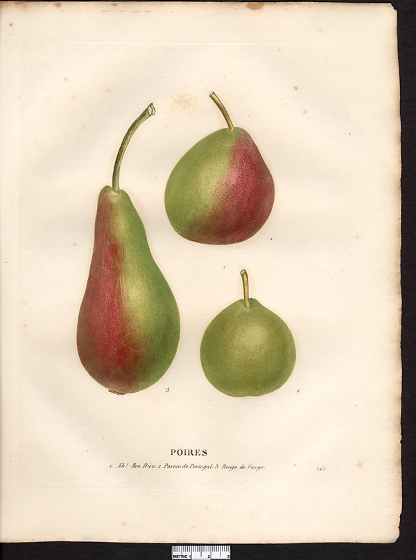 Pyrus communis