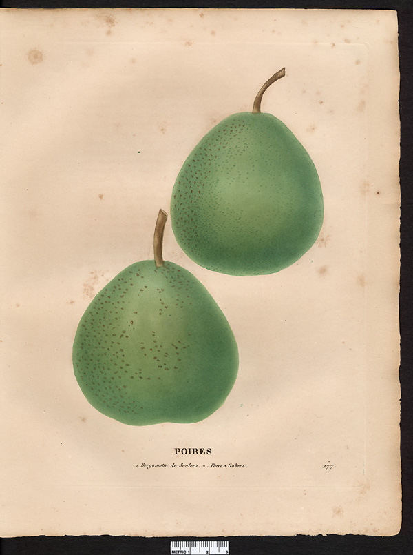 Pyrus communis