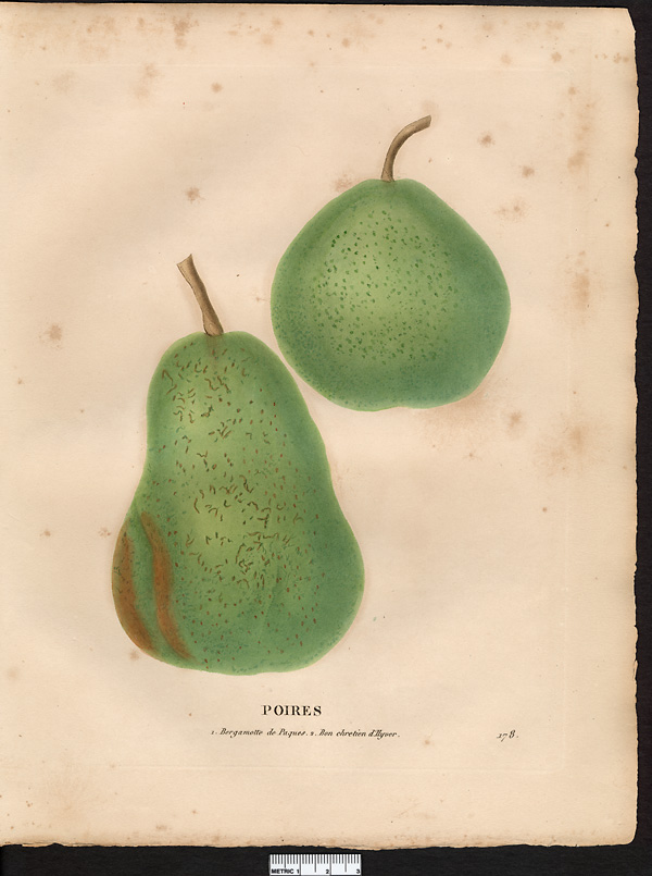 Pyrus communis