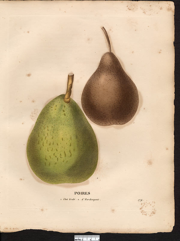 Pyrus communis