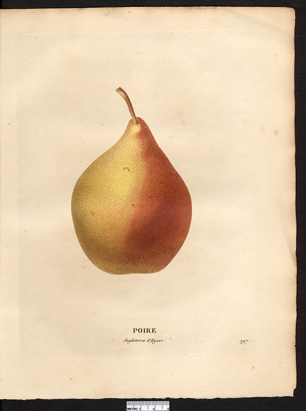 Pyrus communis