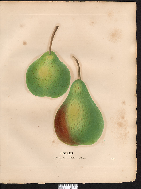 Pyrus communis