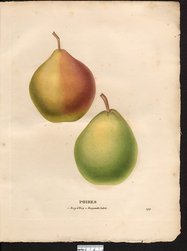 Pyrus communis