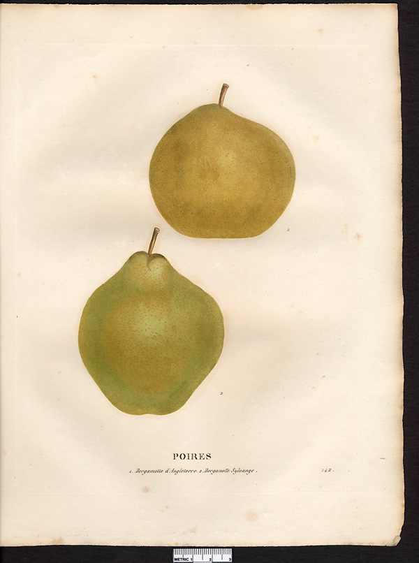 Pyrus communis
