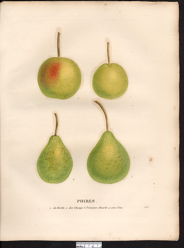 Pyrus communis