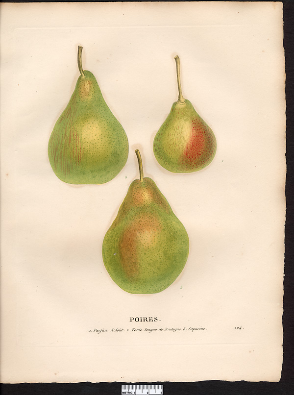 Pyrus communis