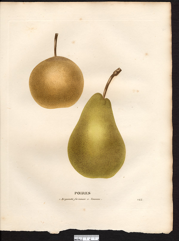 Pyrus communis